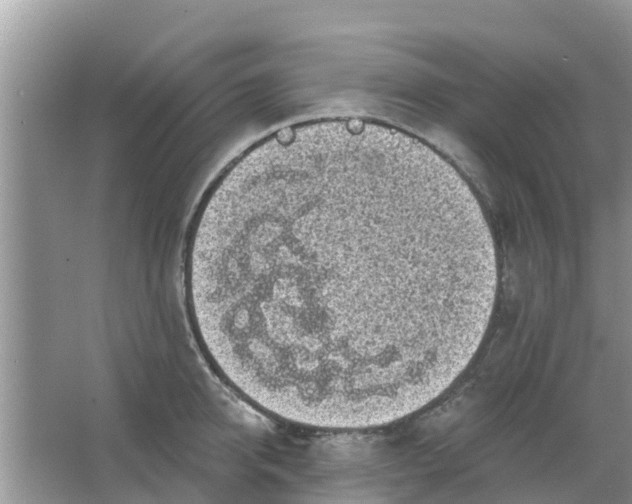 X0000066970950200604072027