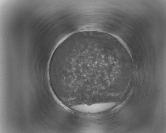 X0000066970957200604072027