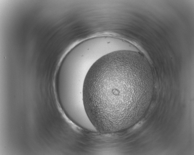 X0000066971054200604072025