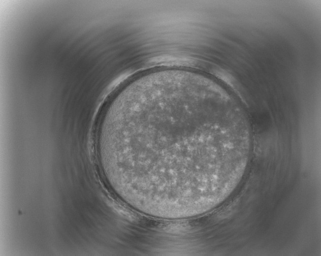 X0000066971074200604072024