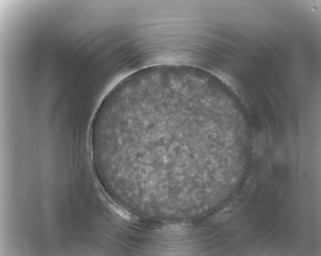 X0000066971078200604072024