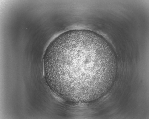 X0000066971175200604072022