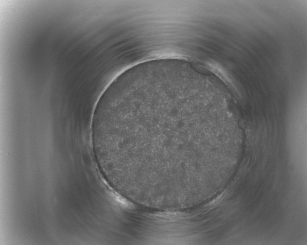 X0000066971236200604072022