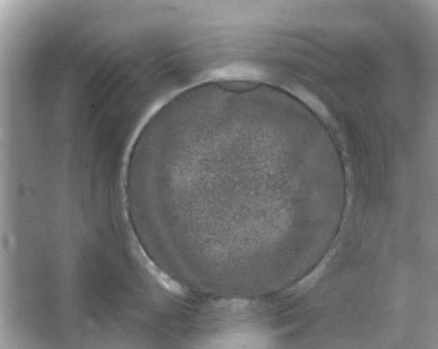 X0000066971248200604072022