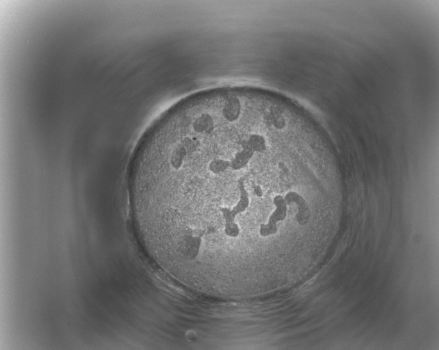 X0000066971271200604072021