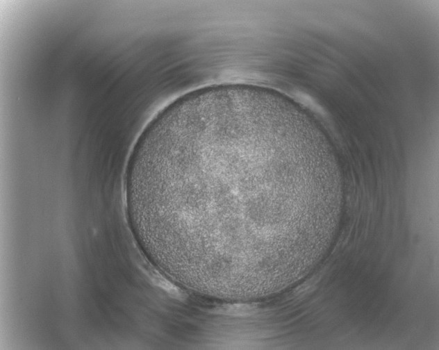 X0000066971280200604072021