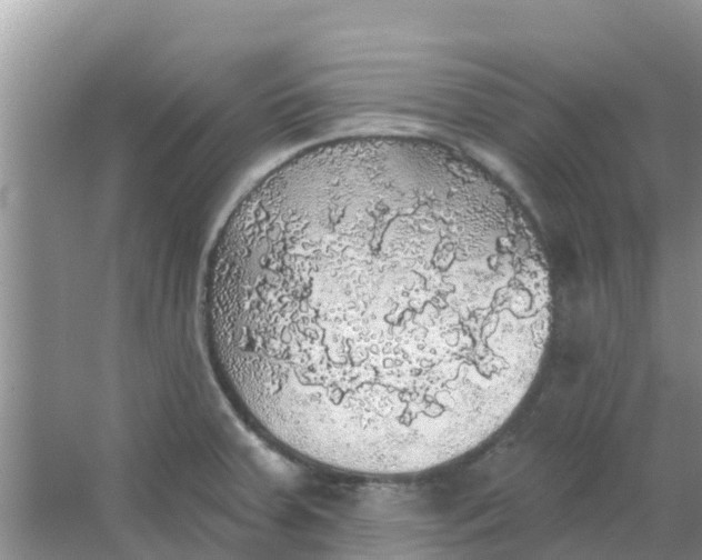 X0000066971379200604072019