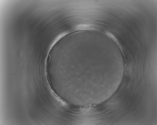 X0000066971386200604072019