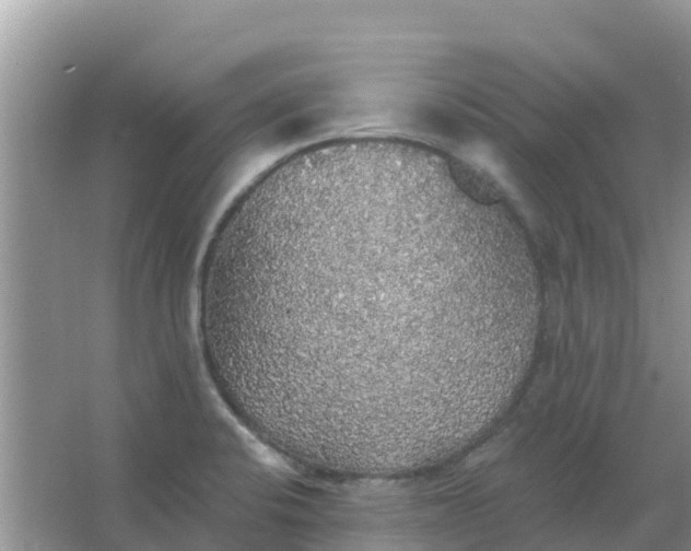 X0000066971424200604072018