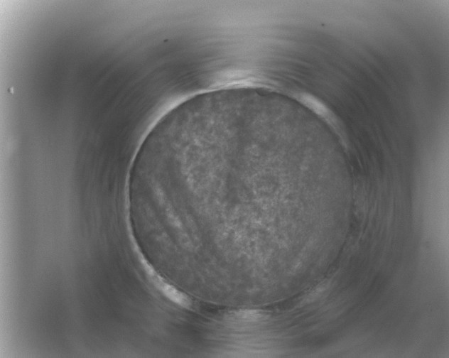 X0000066971431200604072019