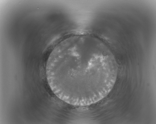 X0000066971446200604072018