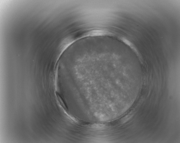 X0000066971473200604072017