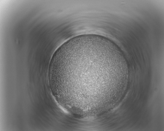 X0000066971513200604072017