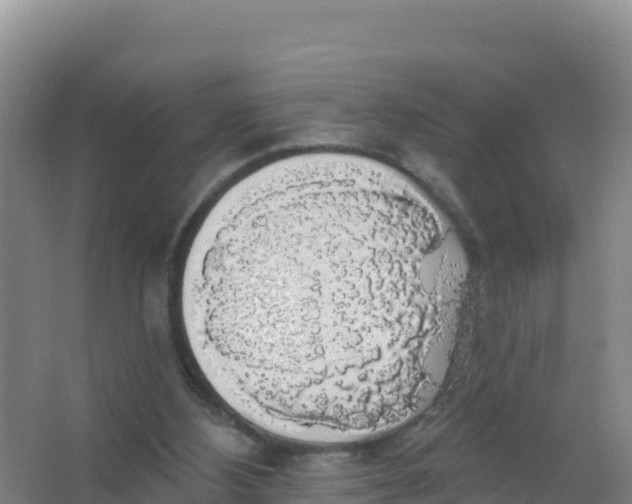 X0000066970108200604142151