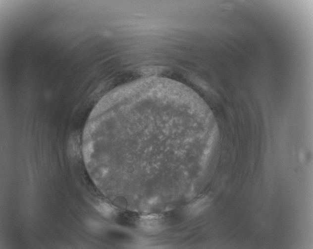 X0000066970240200604142149