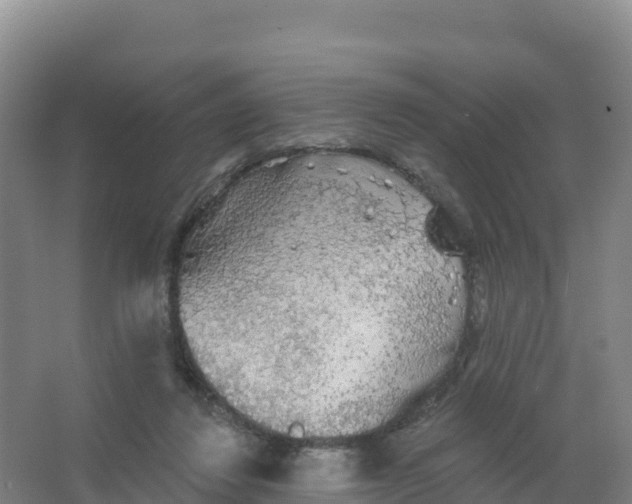 X0000066970260200604142148