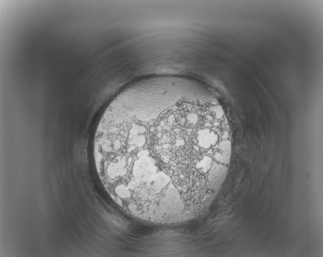 X0000066970299200604142148