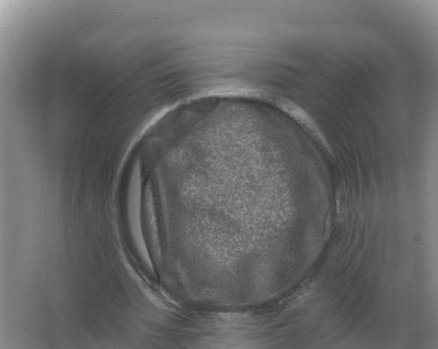 X0000066970436200604142145