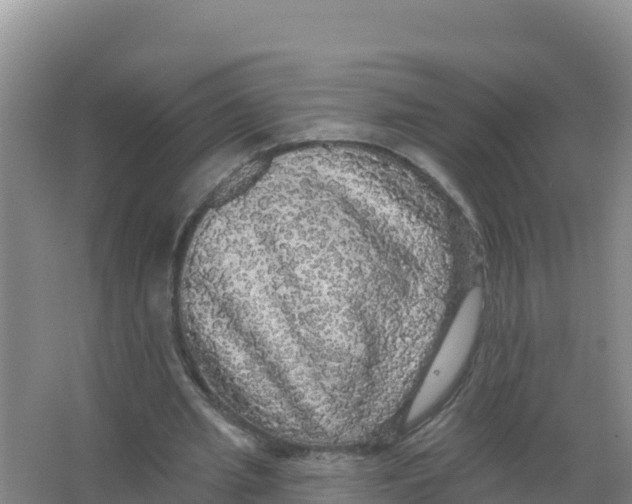 X0000066970437200604142145