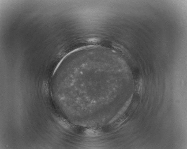 X0000066970568200604142144