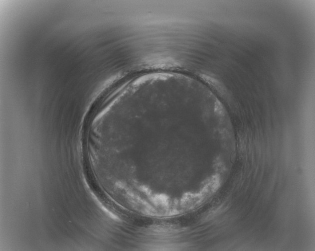 X0000066970630200604142142