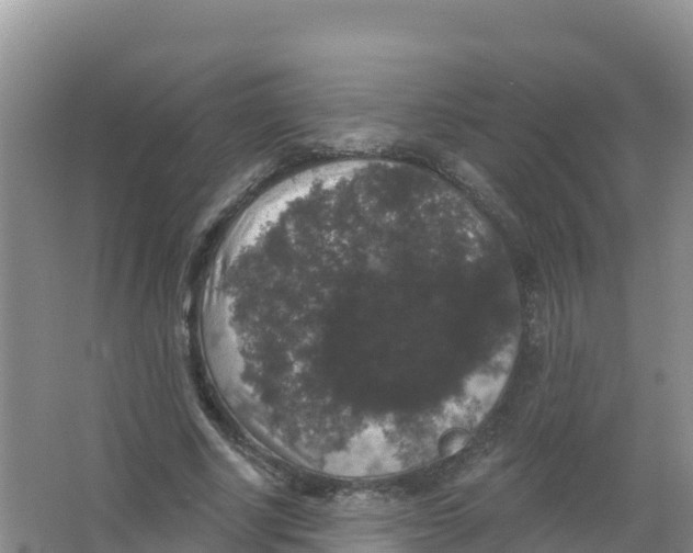 X0000066970634200604142142