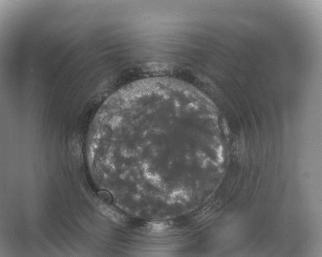 X0000066970662200604142142