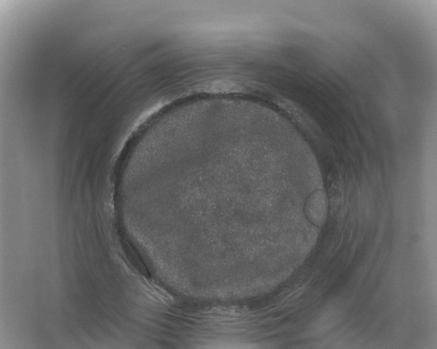 X0000066970727200604142140