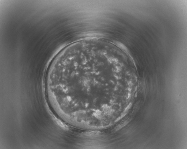 X0000066970859200604142139