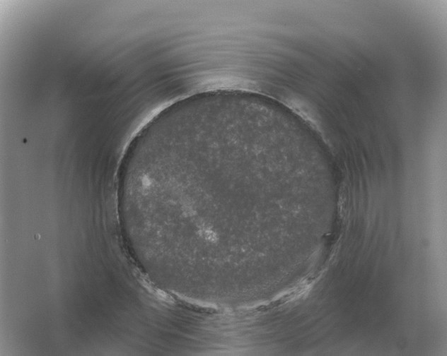 X0000066970877200604142138