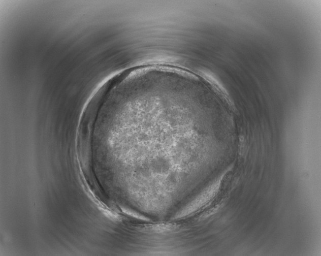 X0000066970948200604142137