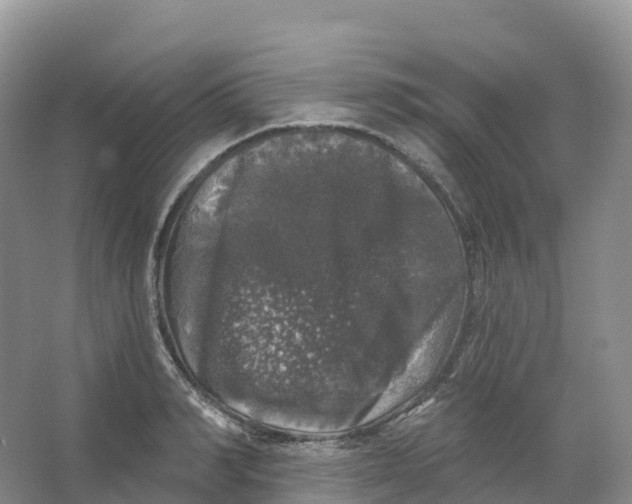 X0000066970990200604142136