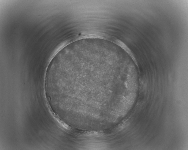 X0000066971002200604142136