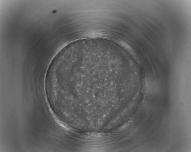 X0000066971039200604142136