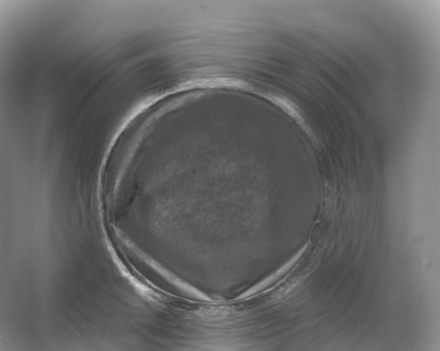 X0000066971046200604142136