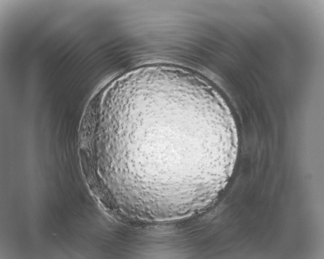 X0000066971145200604142134