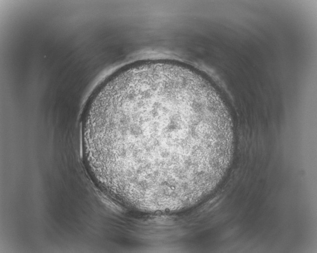 X0000066971175200604142133