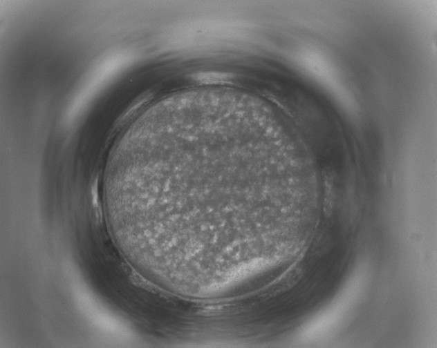 X0000066971198200604142133