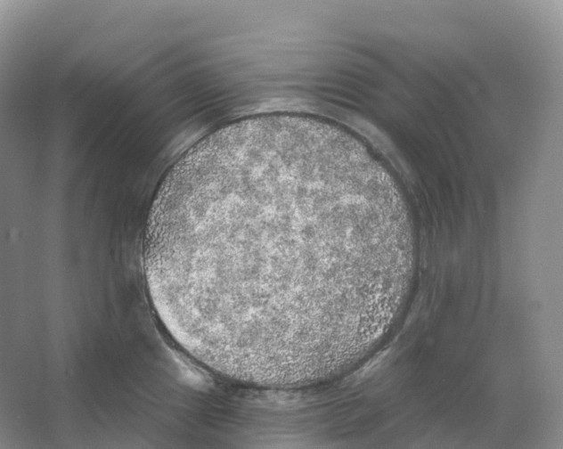 X0000066971241200604142132