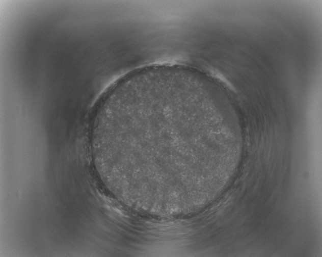 X0000066971256200604142132