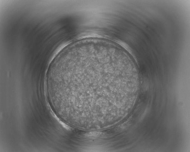 X0000066971290200604142131