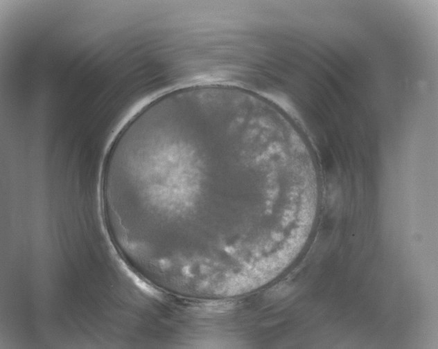 X0000066971294200604142131