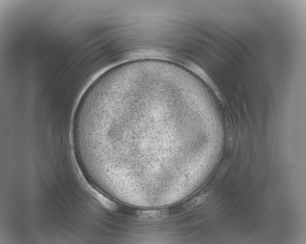 X0000066971339200604142131