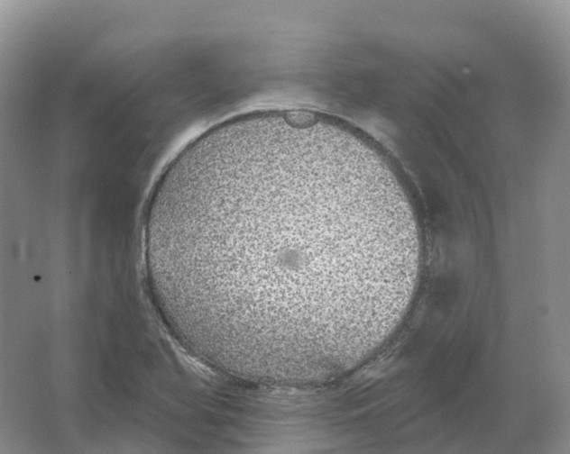 X0000066971366200604142130