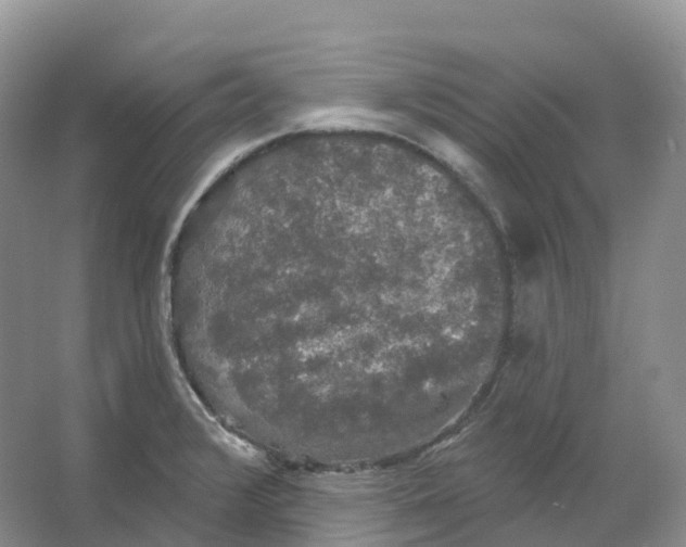 X0000066971376200604142130