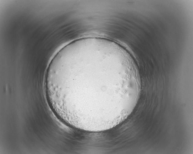 X0000066971387200604142129