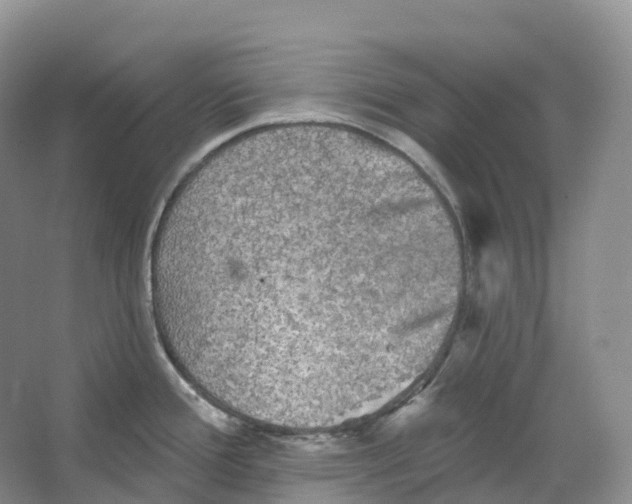 X0000066971388200604142129