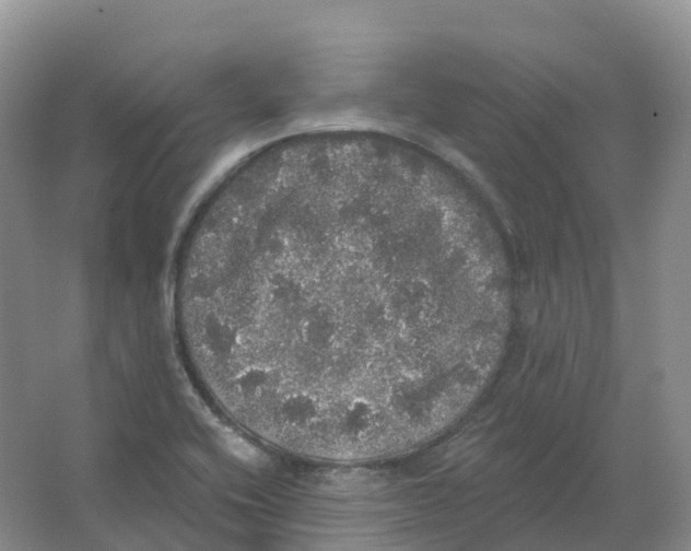 X0000066971416200604142129