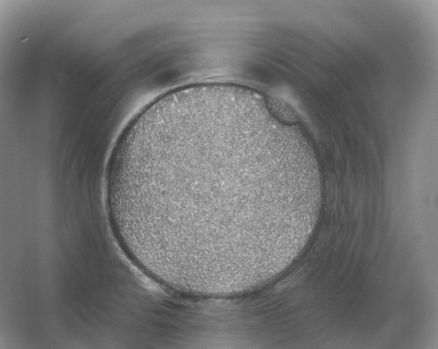 X0000066971424200604142129