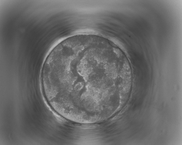 X0000066971440200604142129